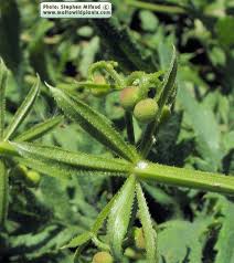 Attēlu rezultāti vaicājumam “Galium schultesii fruit”