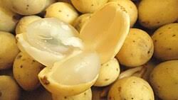 Image result for Lansongammon