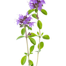 Image result for Thymus vulgaris