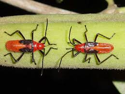 Attēlu rezultāti vaicājumam “Lygaeidae”