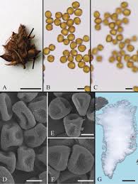 Attēlu rezultāti vaicājumam “Sphacelotheca hydropiperis”