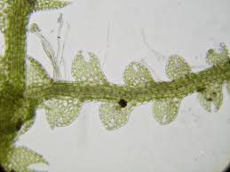 Attēlu rezultāti vaicājumam “Cephalozia loitlesbergeri”