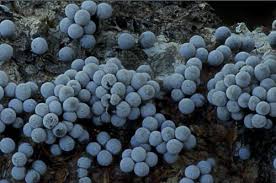 Attēlu rezultāti vaicājumam “Badhamia affinis”