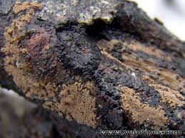 Attēlu rezultāti vaicājumam “Merismodes anomala”