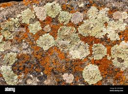 Attēlu rezultāti vaicājumam “Xanthoria candelaria”