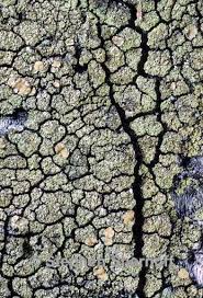 Attēlu rezultāti vaicājumam “Lecanora conizaeoides”