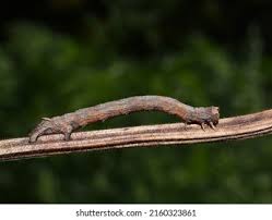 Attēlu rezultāti vaicājumam “Crocallis elinguaria larva”