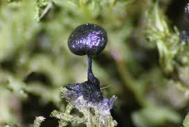 Attēlu rezultāti vaicājumam “Lamproderma debile spores”