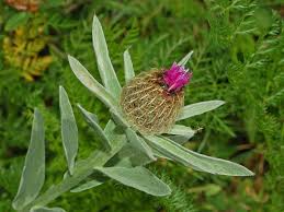 Attēlu rezultāti vaicājumam “Centaurea”