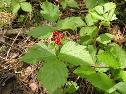 Attēlu rezultāti vaicājumam “Rubus saxatilis fruit”