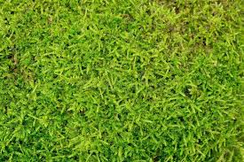 Attēlu rezultāti vaicājumam “Pleurozium schreberi”