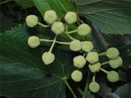 Attēlu rezultāti vaicājumam “Tilia x moltkei”