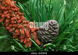 Attēlu rezultāti vaicājumam “Pinus mugo male flower”