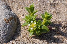 Attēlu rezultāti vaicājumam “Honckenya peploides flower”