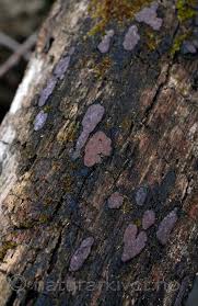 Attēlu rezultāti vaicājumam “Hypoxylon vogesiacum”