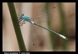 Attēlu rezultāti vaicājumam “Lestes dryas male”