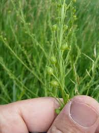 Attēlu rezultāti vaicājumam “Bunias orientalis flower”