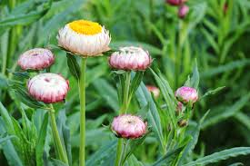 Image result for Strohblume