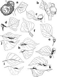 Attēlu rezultāti vaicājumam “Pemphigus borealis”