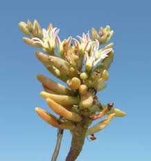 Attēlu rezultāti vaicājumam “Sedum hispanicum fruit”