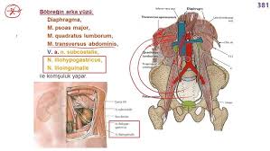 Image result for b%FD%E7ak anatomisi