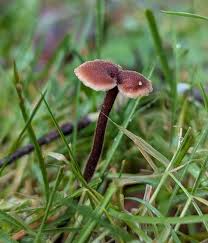 Attēlu rezultāti vaicājumam “Hymenostylium recurvirostrum macro”