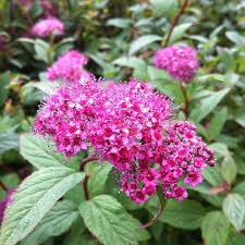 Attēlu rezultāti vaicājumam “Spiraea”