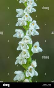 Attēlu rezultāti vaicājumam “Goodyera repens flower”