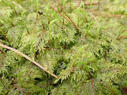 Attēlu rezultāti vaicājumam “Hylocomium splendens sporophyte”