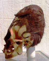 Image result for elongated skulls