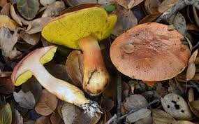 Attēlu rezultāti vaicājumam “Flaviporus citrinellus”