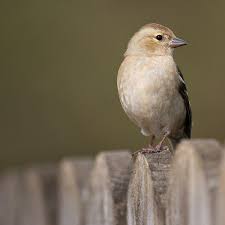 Attēlu rezultāti vaicājumam “Fringilla coelebs female”