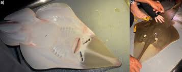 Image result for Glaucostegus cemiculus