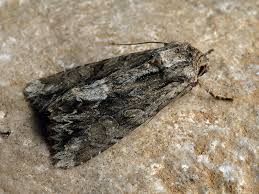 Attēlu rezultāti vaicājumam “Apamea monoglypha”