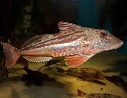 Image result for Chelidonichthys cuculus