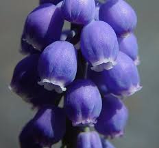 Attēlu rezultāti vaicājumam “Muscari botryoides flower”
