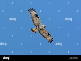 Attēlu rezultāti vaicājumam “Buteo lagopus adult”