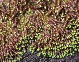 Attēlu rezultāti vaicājumam “Nowellia curvifolia”