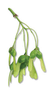 Attēlu rezultāti vaicājumam “Acer saccharinum fruit”