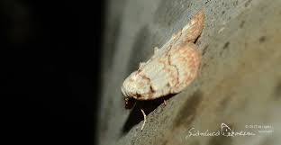 Attēlu rezultāti vaicājumam “Nola aerugula”