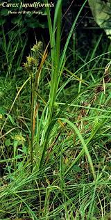 Attēlu rezultāti vaicājumam “Carex globularis”