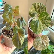 Image result for Begonia cucullata var. Hookeri