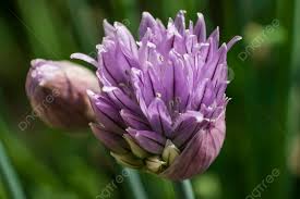 Attēlu rezultāti vaicājumam “Allium schoenoprasum fruit”