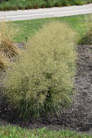 Attēlu rezultāti vaicājumam “Deschampsia cespitosa”