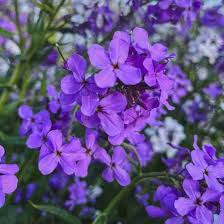 Image result for Hesperis matronalis