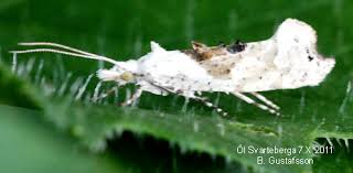 Attēlu rezultāti vaicājumam “Ypsolopha asperella”