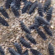 Attēlu rezultāti vaicājumam “Hypogastrura sp.”