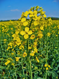 Attēlu rezultāti vaicājumam “Brassica napus flower”