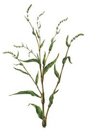 Attēlu rezultāti vaicājumam “Persicaria hydropiper”