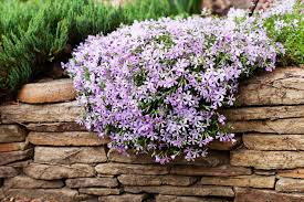 Image result for Phlox (großblumig)